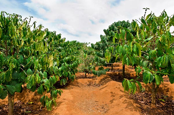 The Science of Coffee Growing
