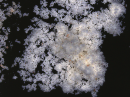 Food Science: Flour