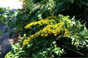 goldenrod2
