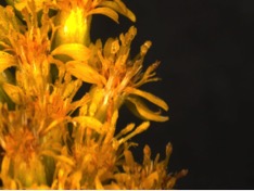 goldenrod4