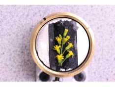 goldenrod5