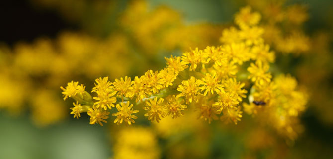 The Science and Stigma of Solidago